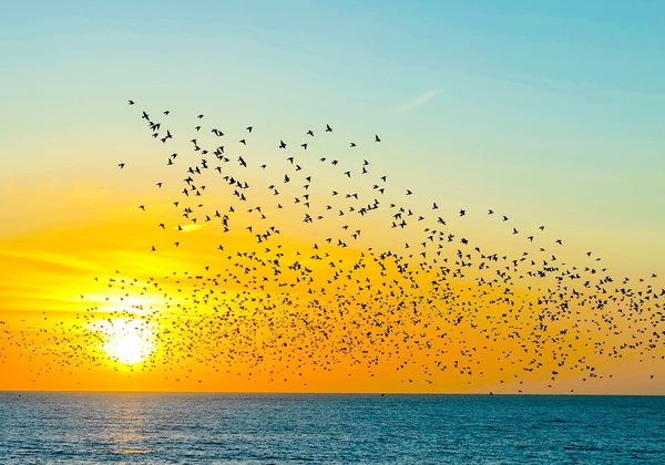 Codeless: From idea to software